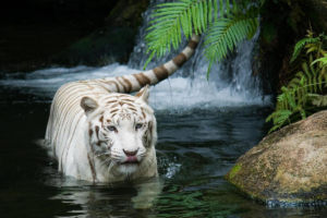White Tiger Beautiful5568019739 300x200 - White Tiger Beautiful - white, Tiger, Jaguar, Beautiful